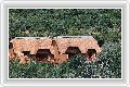  4  Shamwari Lobengula Lodge